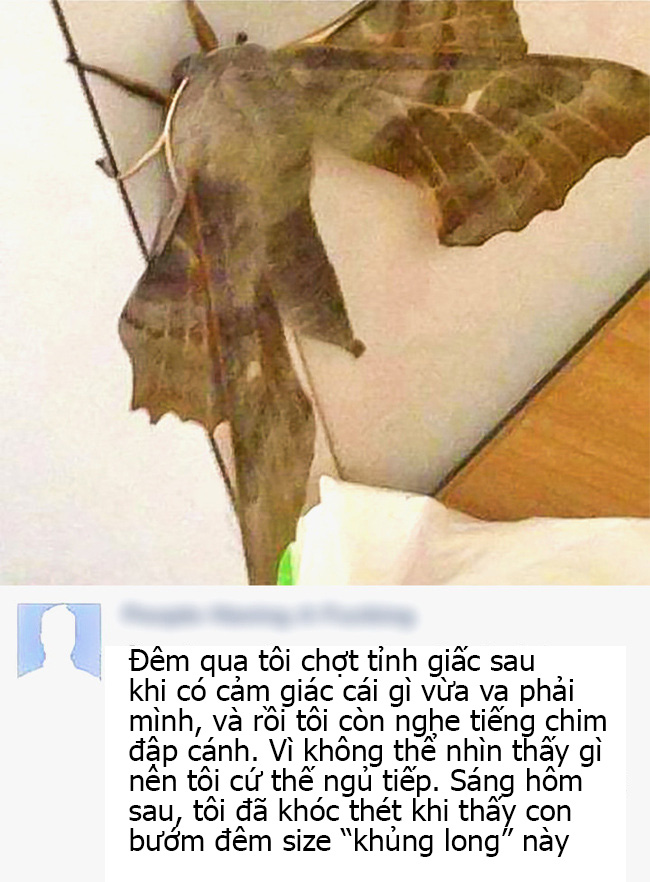 Chùm ảnh thiên nhiên kì dị ở Úc gây tò mò với người nước ngoài nhưng lại khiến dân bản địa phải nhiều phen khóc thét - Ảnh 1. Chùm ảnh thiên nhiên kì dị ở Úc gây tò mò với người nước ngoài nhưng lại khiến dân bản địa phải nhiều phen khóc thét - Ảnh 1.