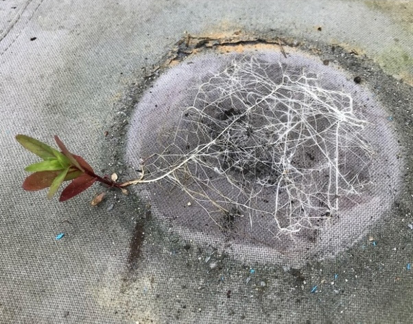 Loạt ảnh thiên nhiên lạ đời cho thấy sự đa dạng của tạo hóa mà khoa học đôi khi cũng không giải thích được - Ảnh 12. Loạt ảnh thiên nhiên lạ đời cho thấy sự đa dạng của tạo hóa mà khoa học đôi khi cũng không giải thích được - Ảnh 12.
