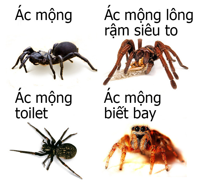 Chùm ảnh thiên nhiên kì dị ở Úc gây tò mò với người nước ngoài nhưng lại khiến dân bản địa phải nhiều phen khóc thét - Ảnh 4. Chùm ảnh thiên nhiên kì dị ở Úc gây tò mò với người nước ngoài nhưng lại khiến dân bản địa phải nhiều phen khóc thét - Ảnh 4.