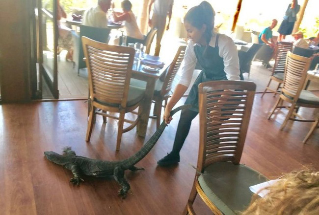Chùm ảnh thiên nhiên kì dị ở Úc gây tò mò với người nước ngoài nhưng lại khiến dân bản địa phải nhiều phen khóc thét - Ảnh 12. Chùm ảnh thiên nhiên kì dị ở Úc gây tò mò với người nước ngoài nhưng lại khiến dân bản địa phải nhiều phen khóc thét - Ảnh 12.