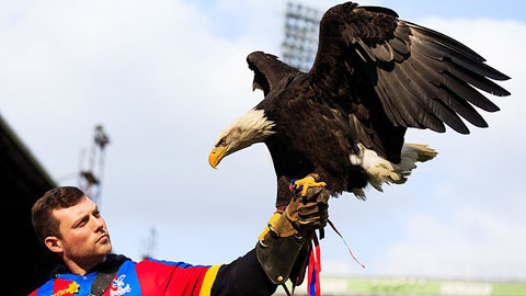 Đại bàng linh vật của Crystal Palace bị chết